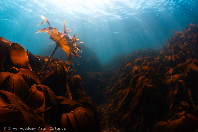 Kelp forest